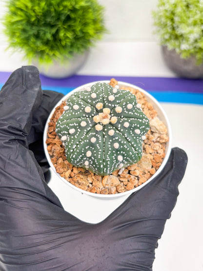 Astrophytum Super Kabuto (t7) (y2) | Imported Plants | 3" Pot