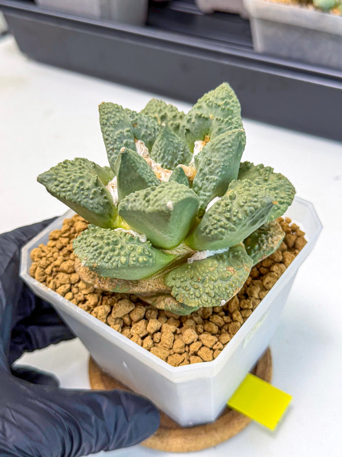 Ariocarpus Cultivar (yy) | Living rock cactus