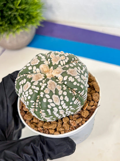 Astrophytum 5-Ribs (at7) (y4) | Living Rocks