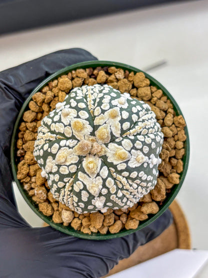 Astrophytum Fukuryu (at8) (06) | Rare Plant | Succulent Cactus