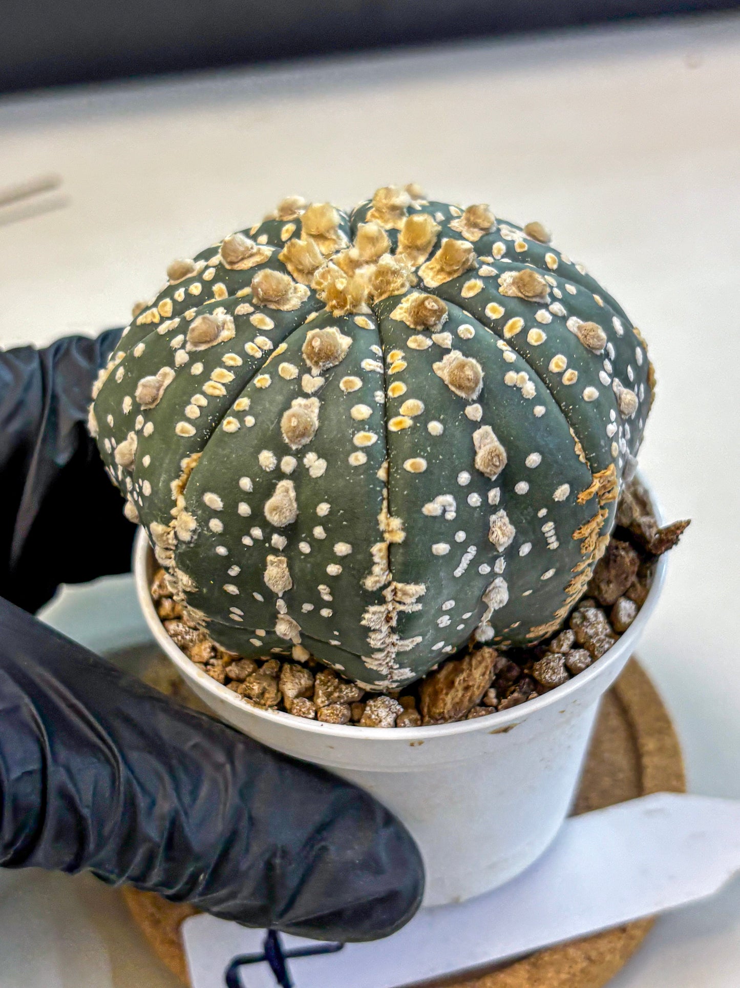 Astrophytum Super Kabuto (at10) (07) | sand dollar cactus