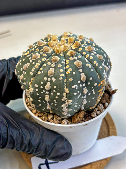 Astrophytum Super Kabuto (at10) (07) | sand dollar cactus