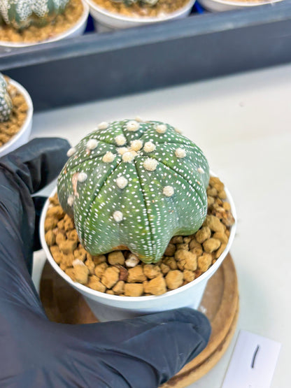 Astrophytum Star Shape (at3) (p1) | Very Rare Cactus
