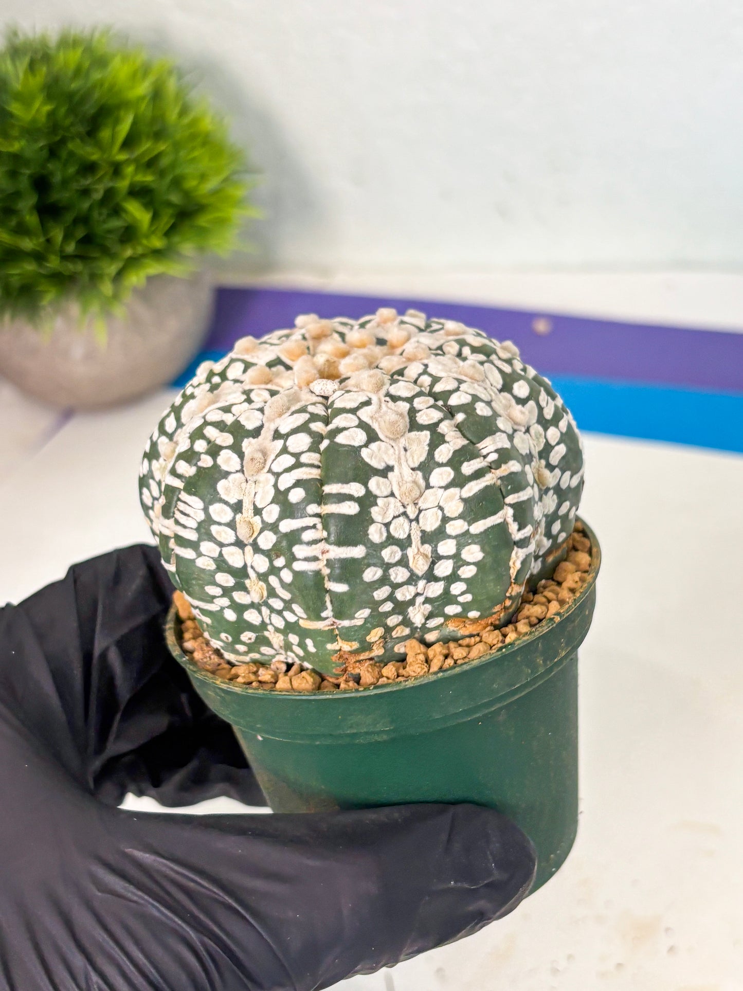 Astrophytum V-Type (at6) (y1) | Rare Star Cactus