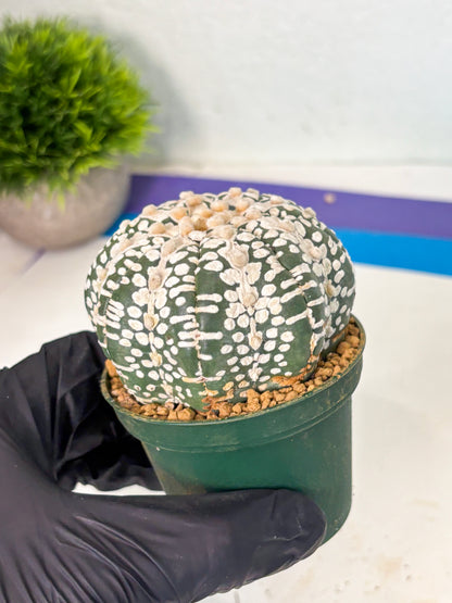 Astrophytum V-Type (at6) (y1) | Rare Star Cactus