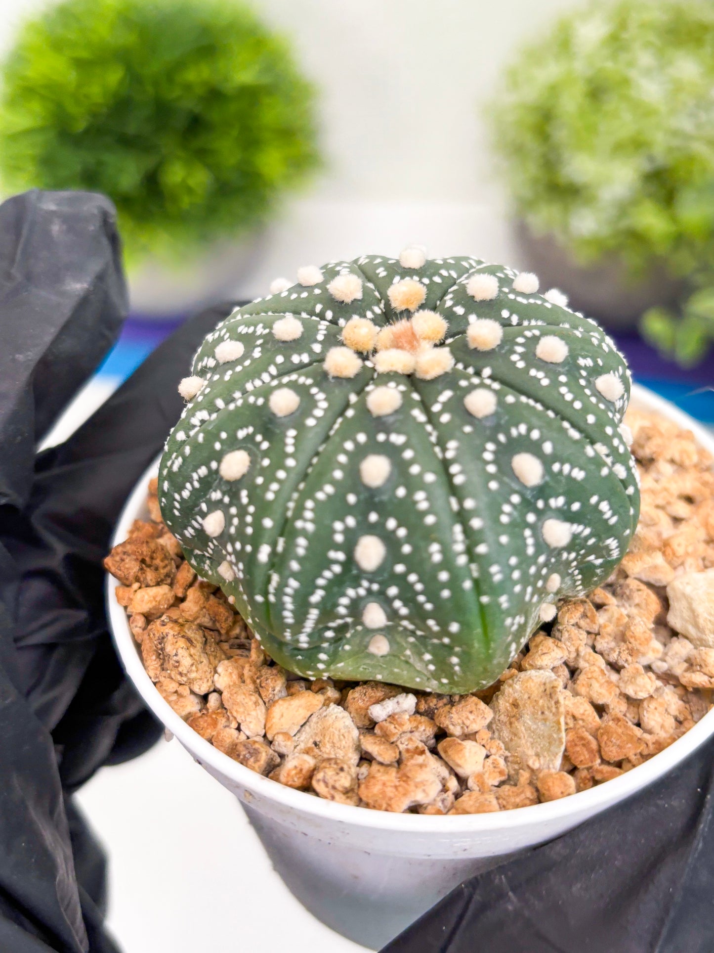 Astrophytum Super Kabuto (t7) (y2) | Imported Plants | 3" Pot