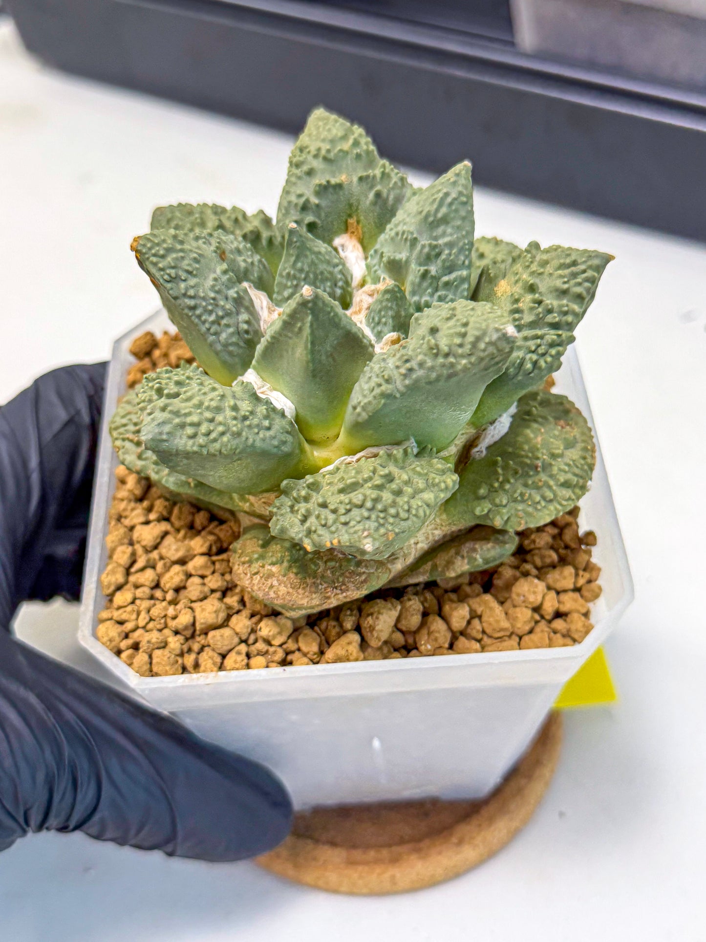 Ariocarpus Cultivar (yy) | Living rock cactus