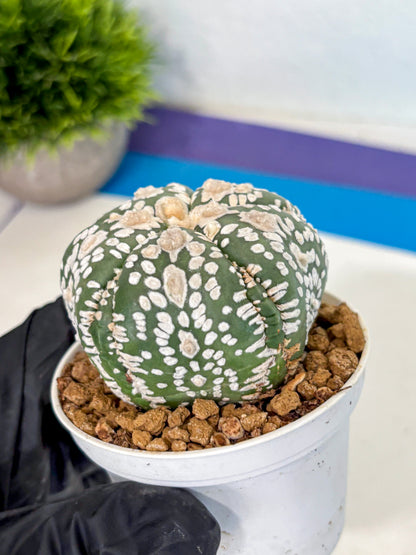 Astrophytum 5-Ribs (at7) (y4) | Living Rocks