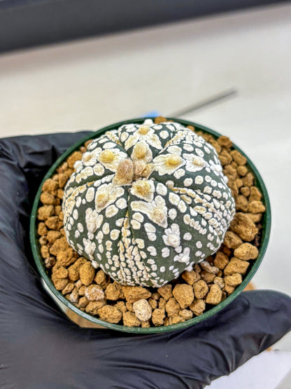 Astrophytum Fukuryu (at8) (06) | Rare Plant | Succulent Cactus