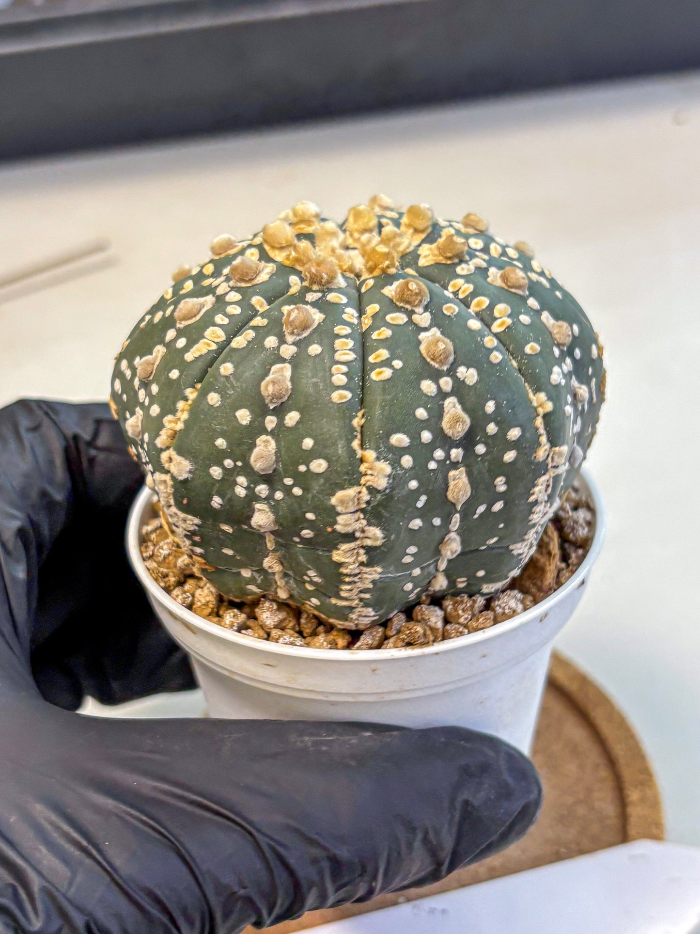 Astrophytum Super Kabuto (at10) (07) | sand dollar cactus