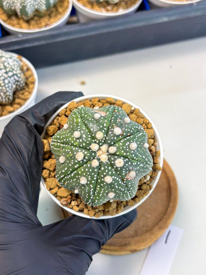 Astrophytum Star Shape (at3) (p1) | Very Rare Cactus