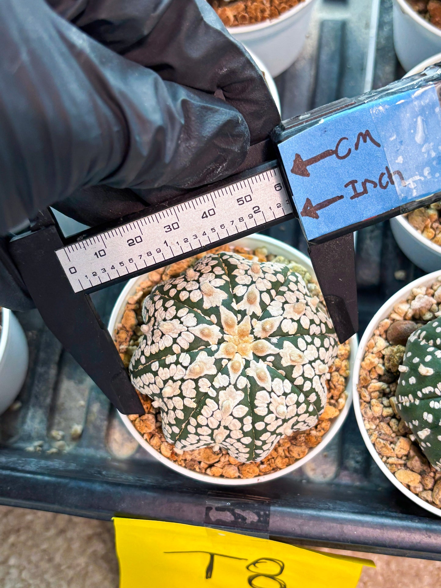 Astrophytum SuperKabuto Star Shape (T8) (b1) | SHIP from USA