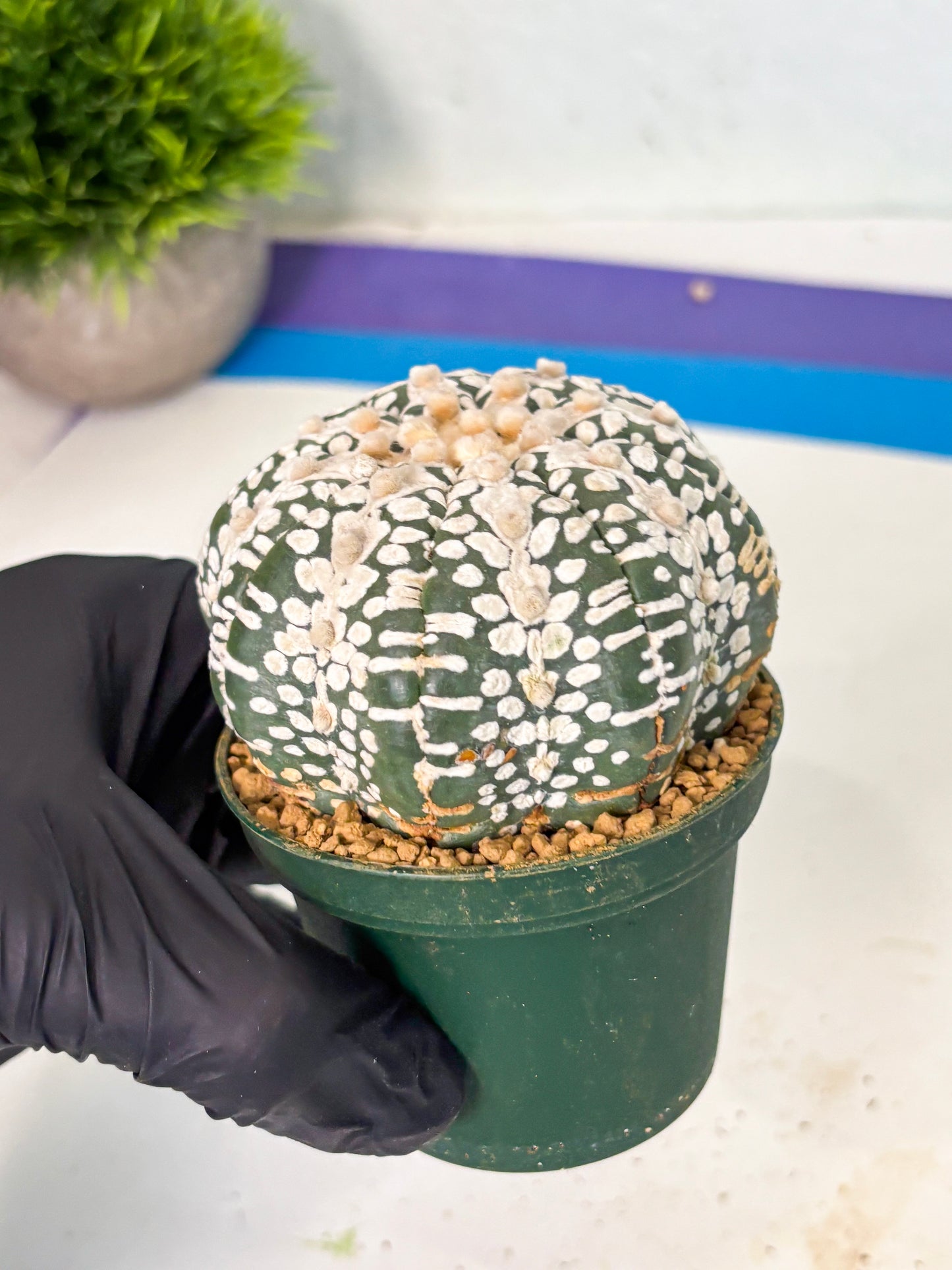 Astrophytum V-Type (at6) (y1) | Rare Star Cactus
