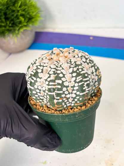 Astrophytum V-Type (at6) (y1) | Rare Star Cactus