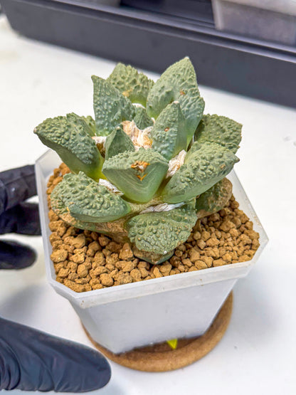Ariocarpus Cultivar (yy) | Living rock cactus