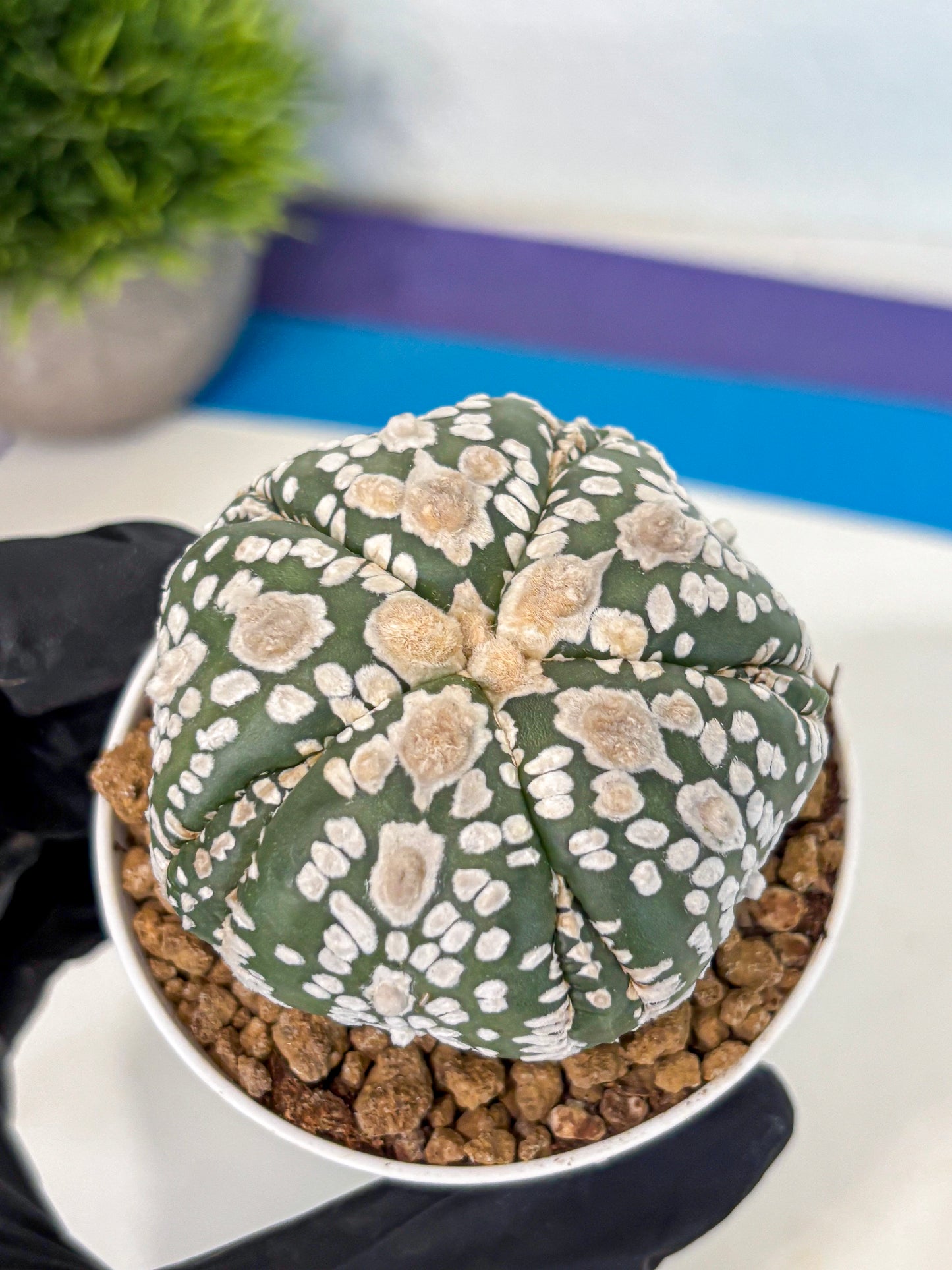 Astrophytum 5-Ribs (at7) (y4) | Living Rocks