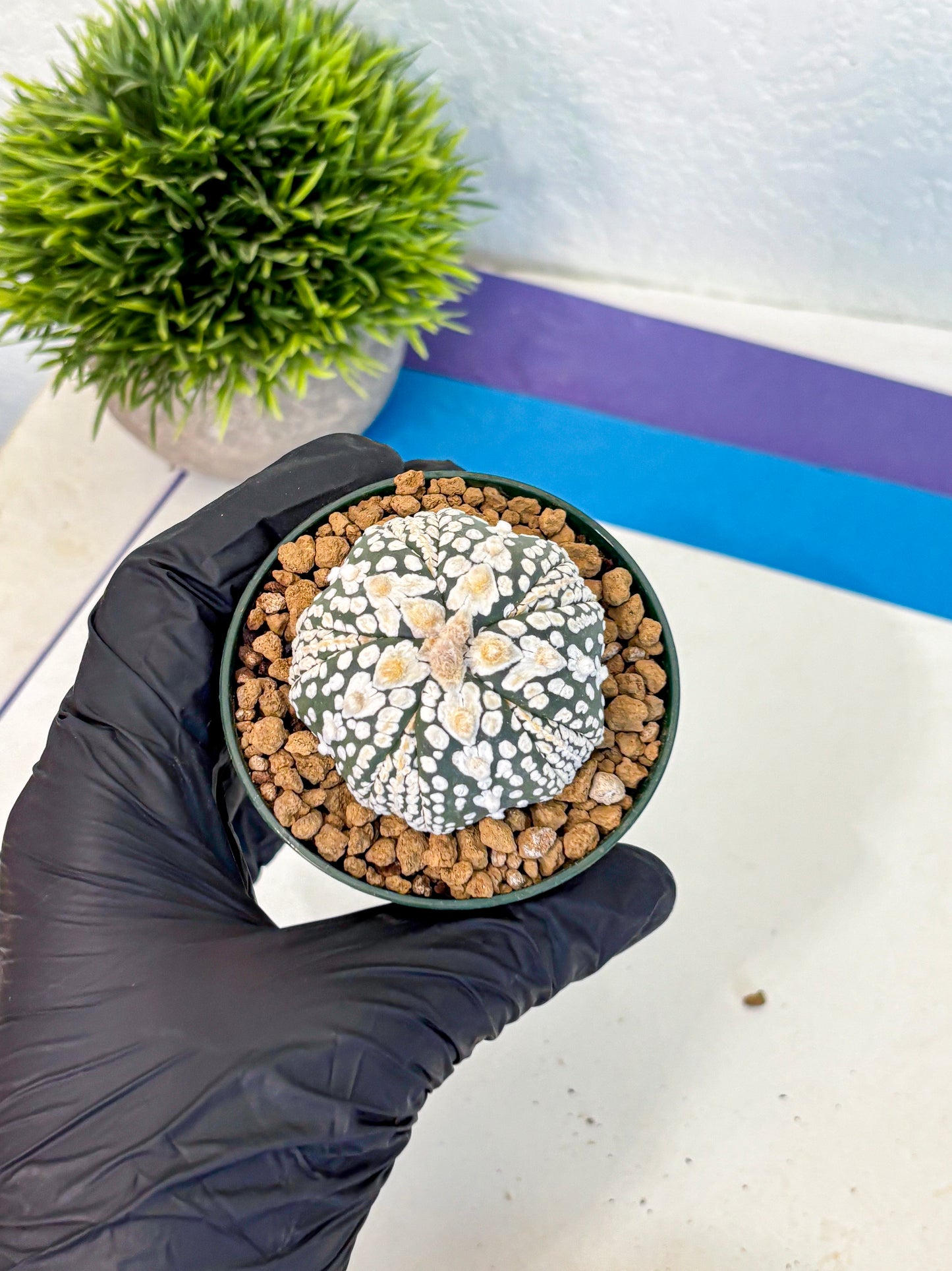 Astrophytum Fukuryu (at8) (06) | Rare Plant | Succulent Cactus
