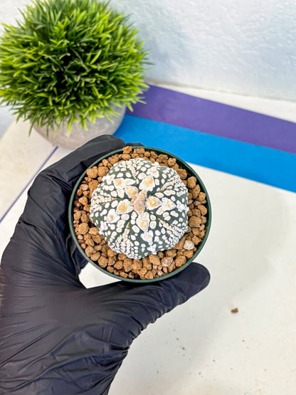 Astrophytum Fukuryu (at8) (06) | Rare Plant | Succulent Cactus