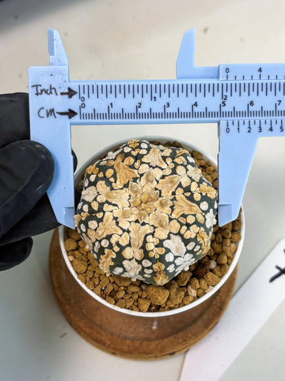 Astrophytum V-Type (at1) (p7) | Imported Cactus