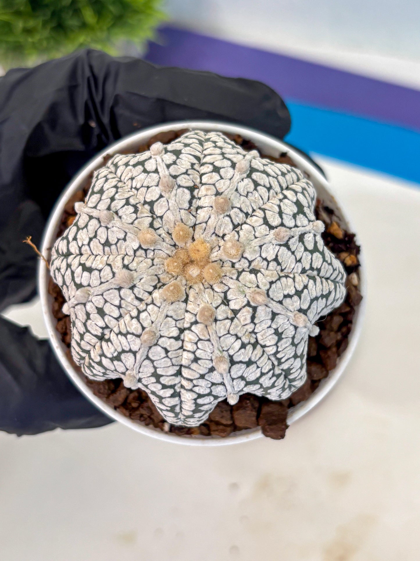 Astrophytum V Type (at5) (04) |  Sea urchin cactus