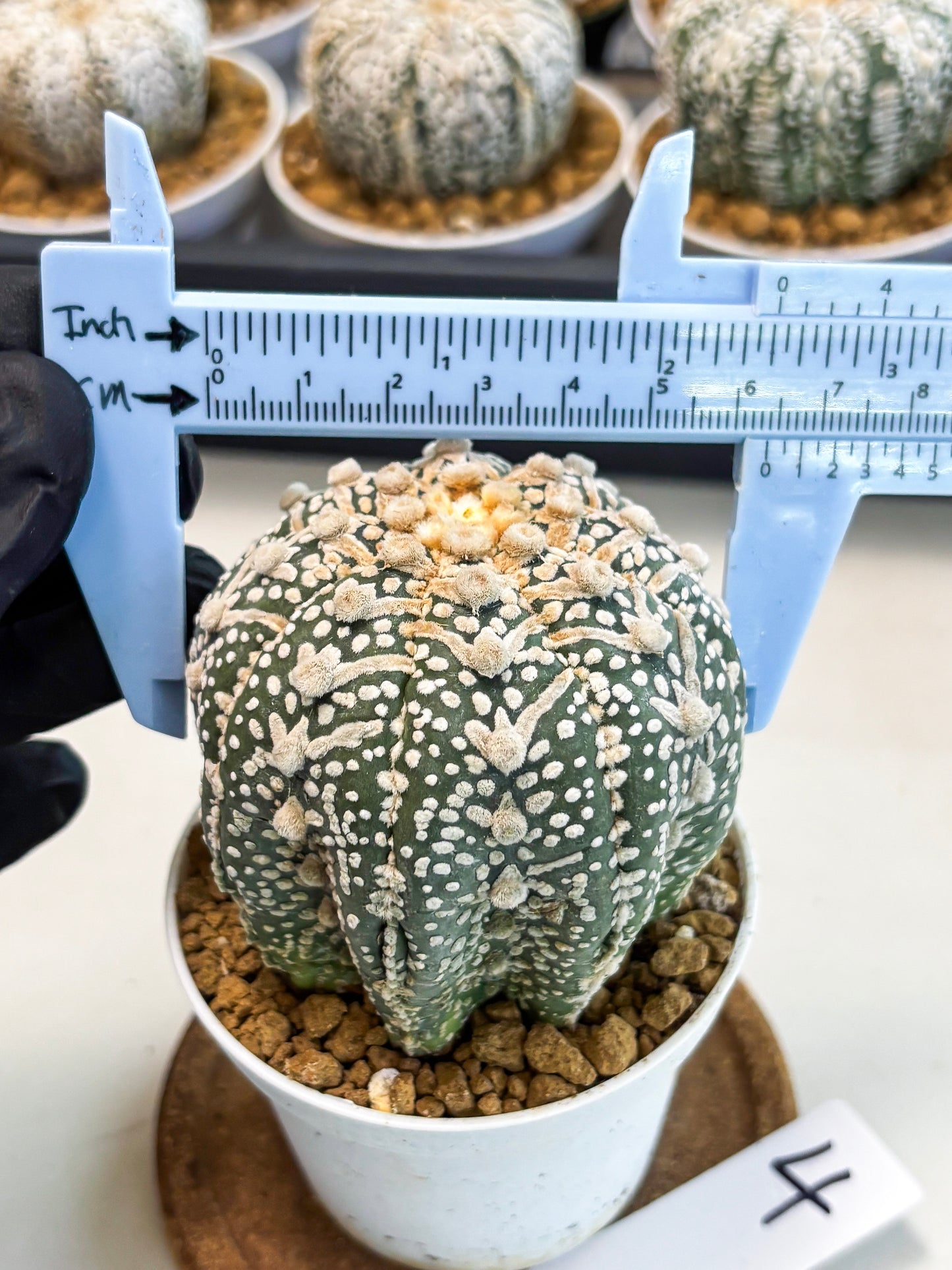 Astrophytum V-Type (at5) (p4) | Rare imported Plant