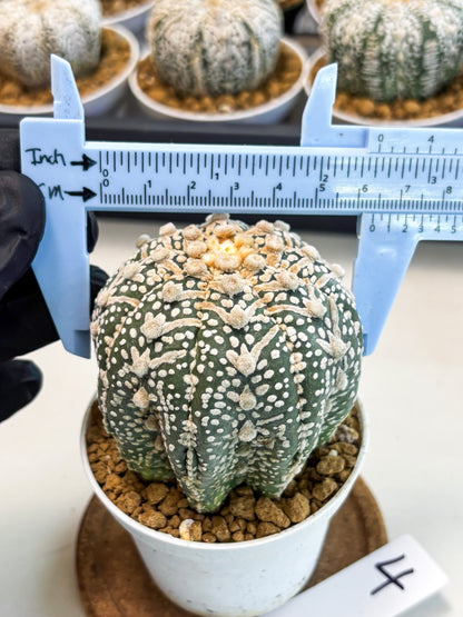 Astrophytum V-Type (at5) (p4) | Rare imported Plant
