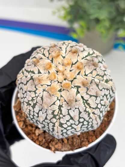 Astrophytum Super Kabuto V Type (T4) (y2) | Las Vegas Seller