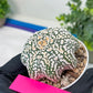 Astrophytum Super kabuto (#T2B) | Imported From Japan/korea | 3" Pot
