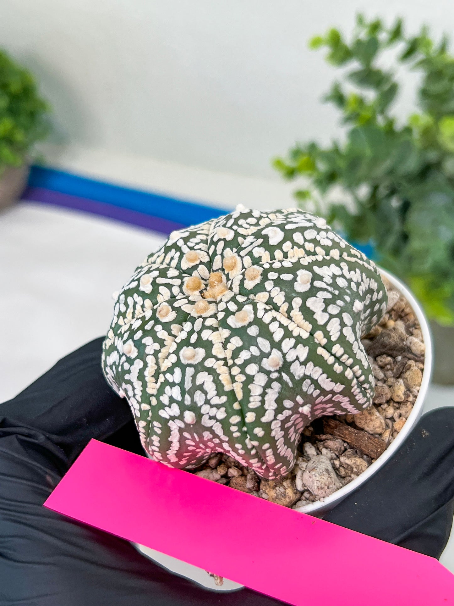 Astrophytum Super kabuto (#T2B) | Imported From Japan/korea | 3" Pot
