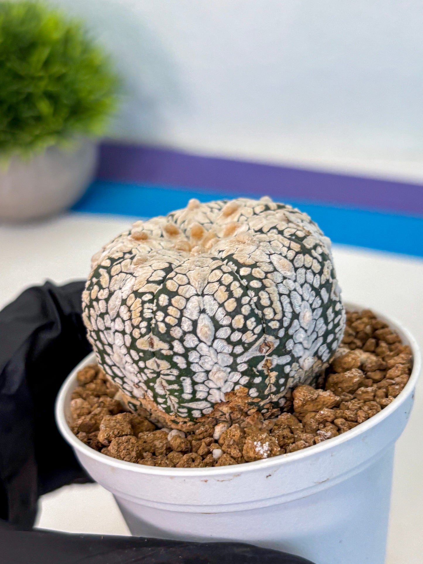 Astrophytum V Type (at2) (04) | Live Plant | Rare Collection