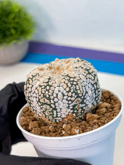 Astrophytum V Type (at2) (04) | Live Plant | Rare Collection