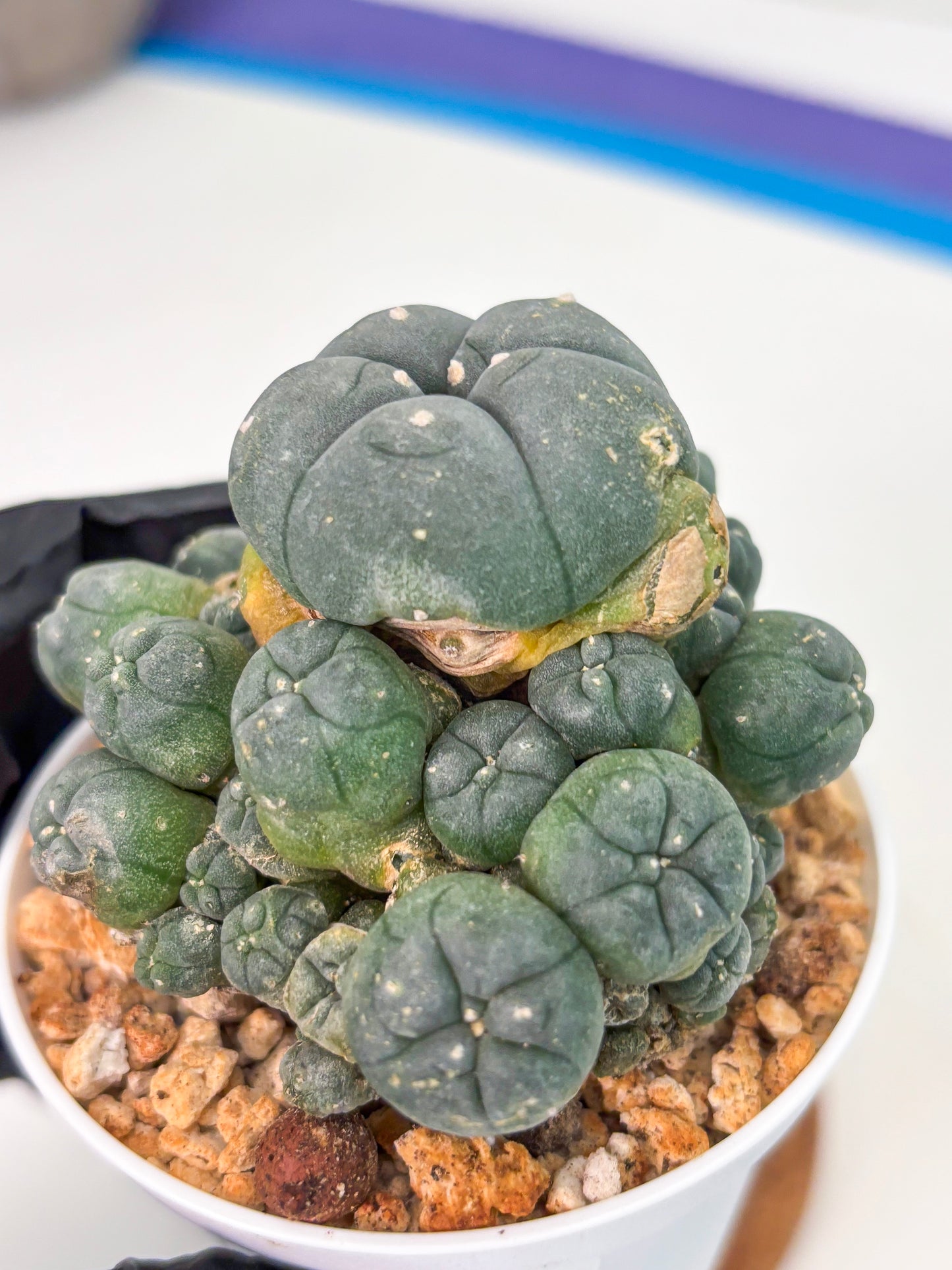 Spineless Cactus (Lo1) (g2) | For Advanced Growers