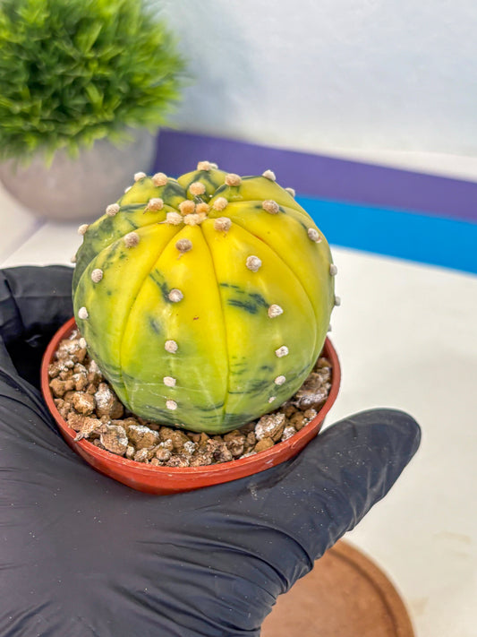 Astrophytum Variegated (at9) (04) | Rare Plant | Live Cactus