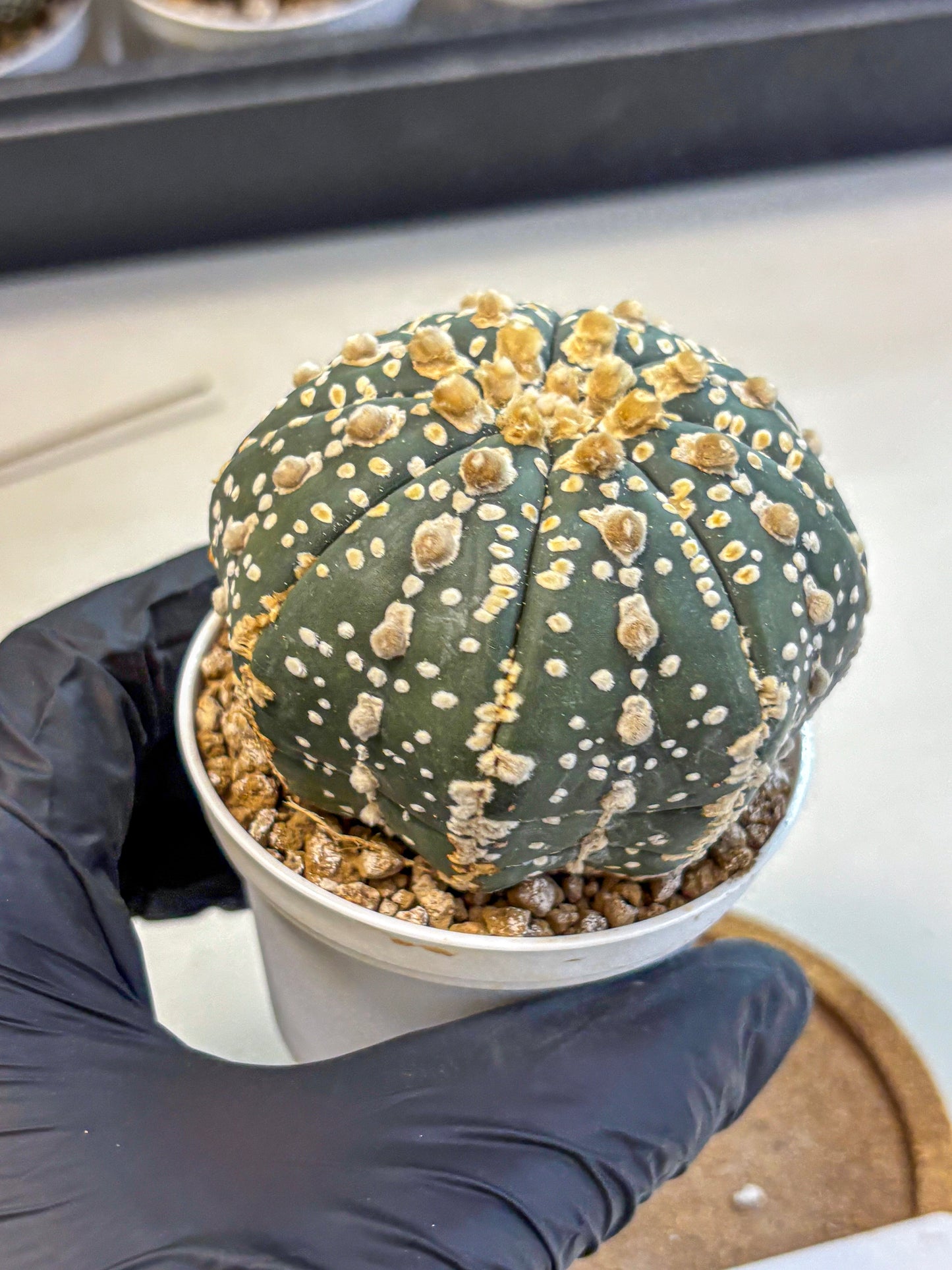Astrophytum Super Kabuto (at10) (07) | sand dollar cactus