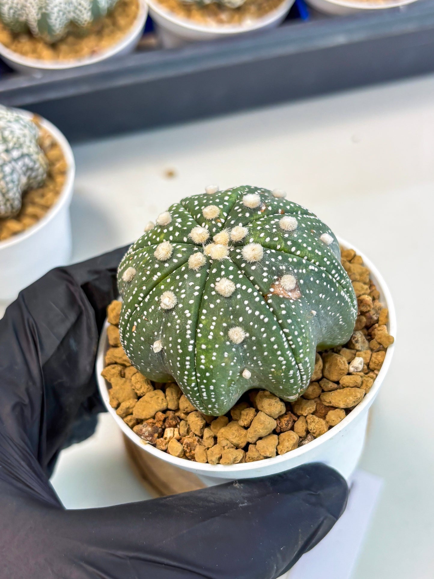 Astrophytum Star Shape (at3) (p1) | Very Rare Cactus