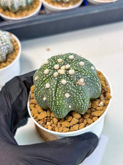 Astrophytum Star Shape (at3) (p1) | Very Rare Cactus