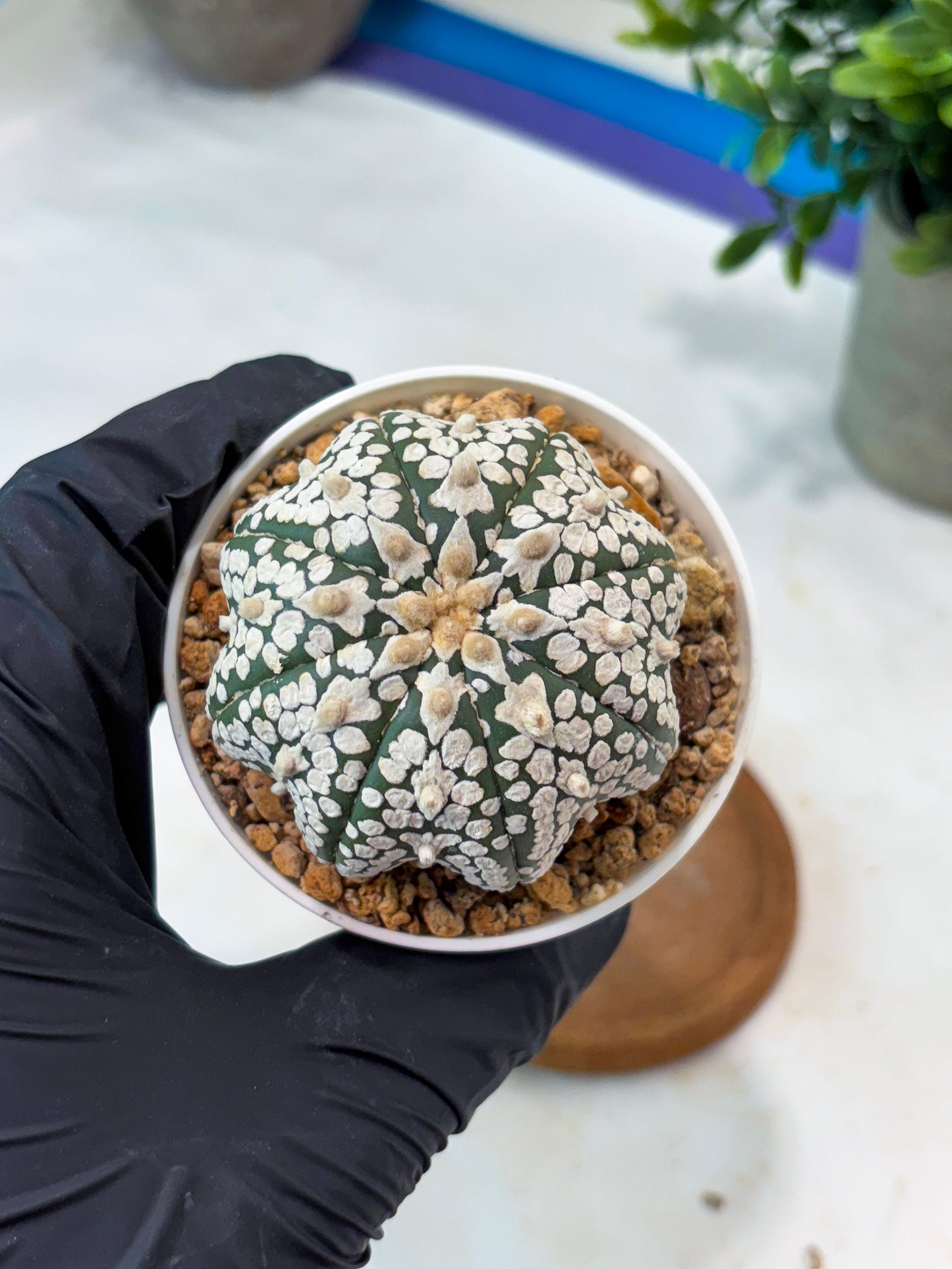 Astrophytum SuperKabuto Star Shape (T8) (b1) | SHIP from USA