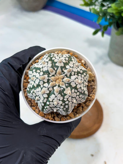 Astrophytum SuperKabuto Star Shape (T8) (b1) | SHIP from USA
