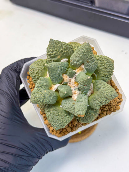 Ariocarpus Cultivar (yy) | Living rock cactus