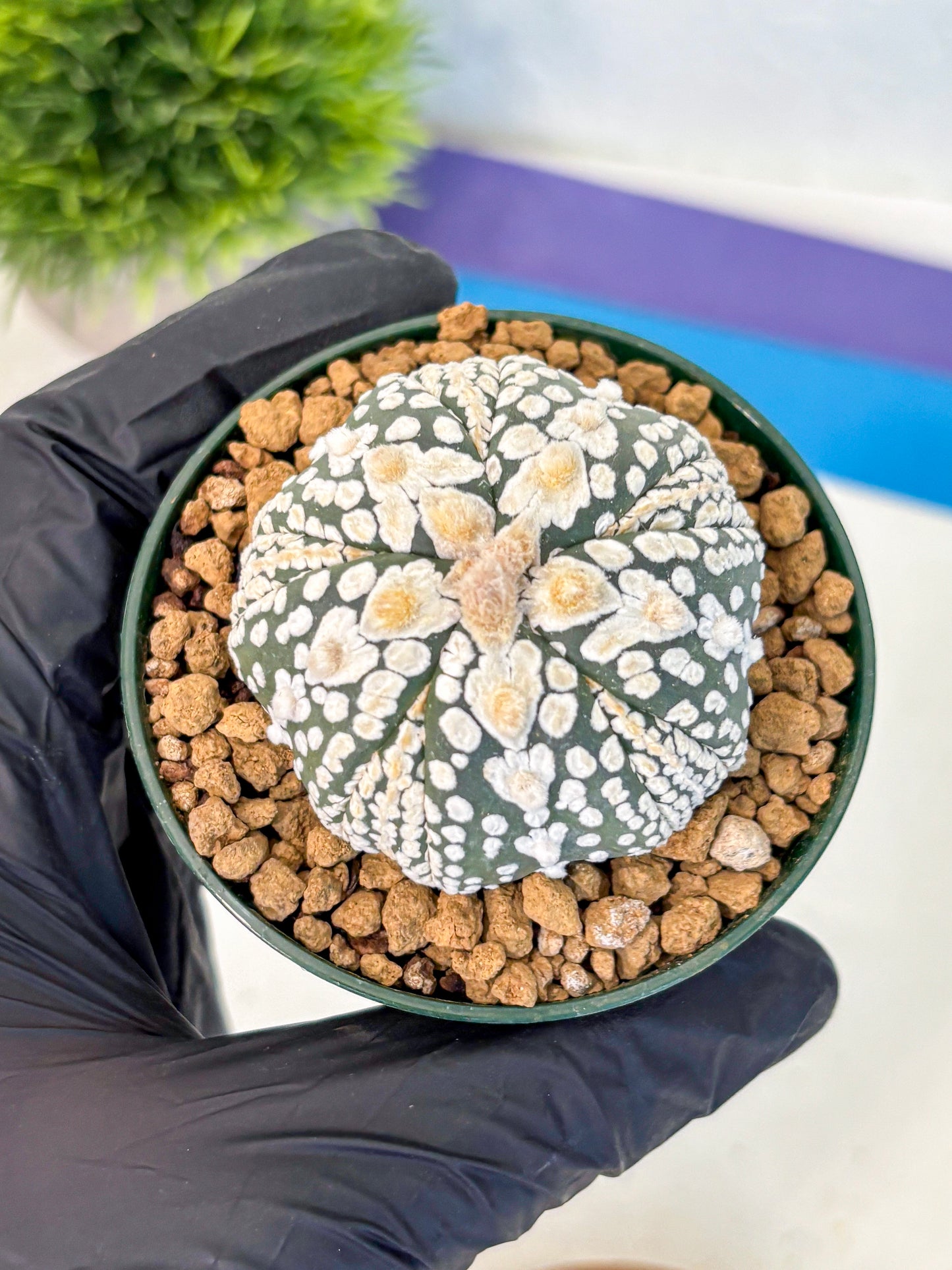 Astrophytum Fukuryu (at8) (06) | Rare Plant | Succulent Cactus