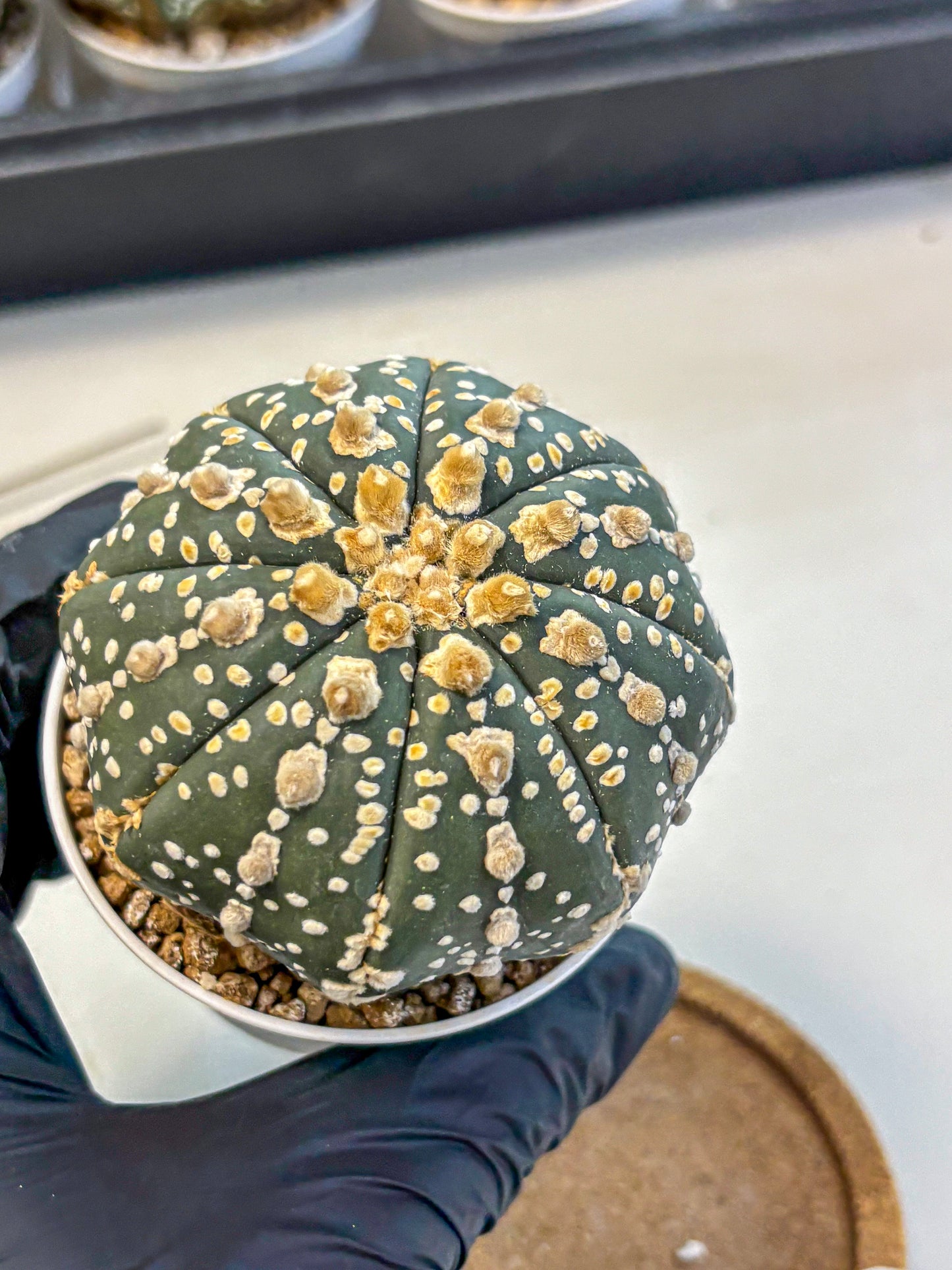 Astrophytum Super Kabuto (at10) (07) | sand dollar cactus