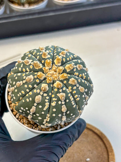 Astrophytum Super Kabuto (at10) (07) | sand dollar cactus