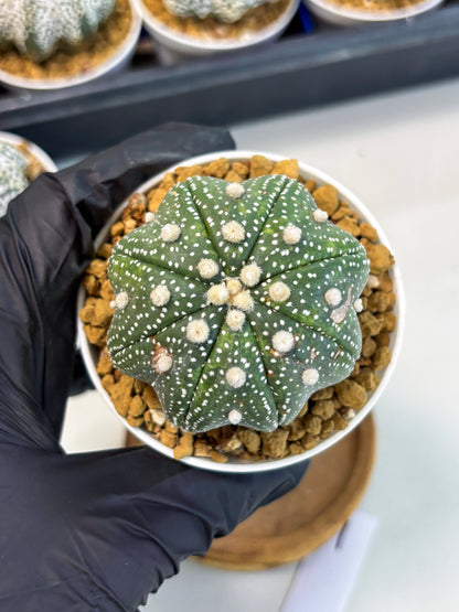 Astrophytum Star Shape (at3) (p1) | Very Rare Cactus