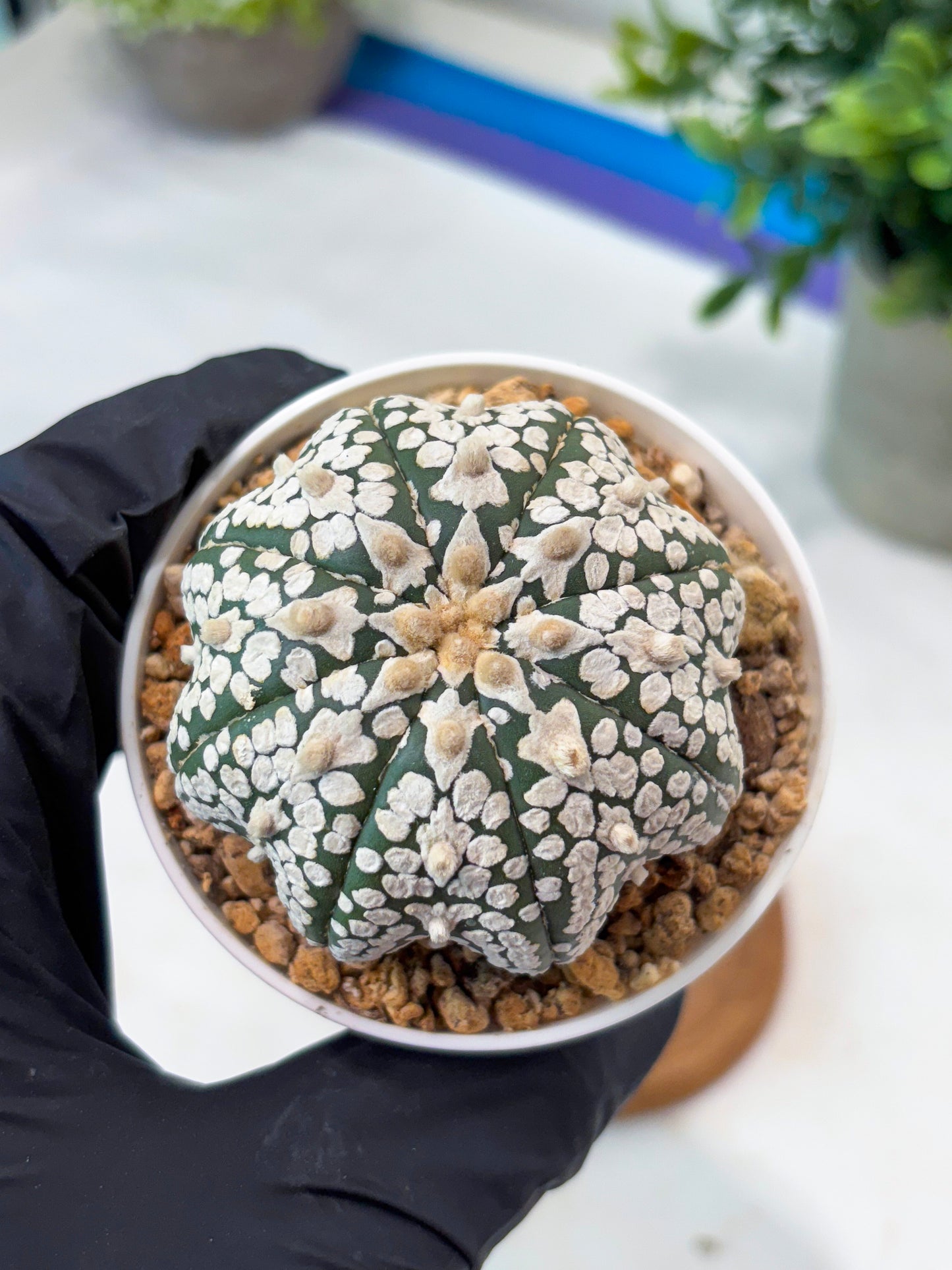 Astrophytum SuperKabuto Star Shape (T8) (b1) | SHIP from USA