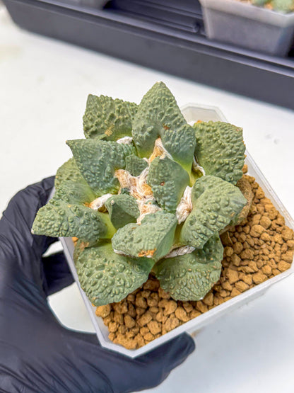Ariocarpus Cultivar (yy) | Living rock cactus