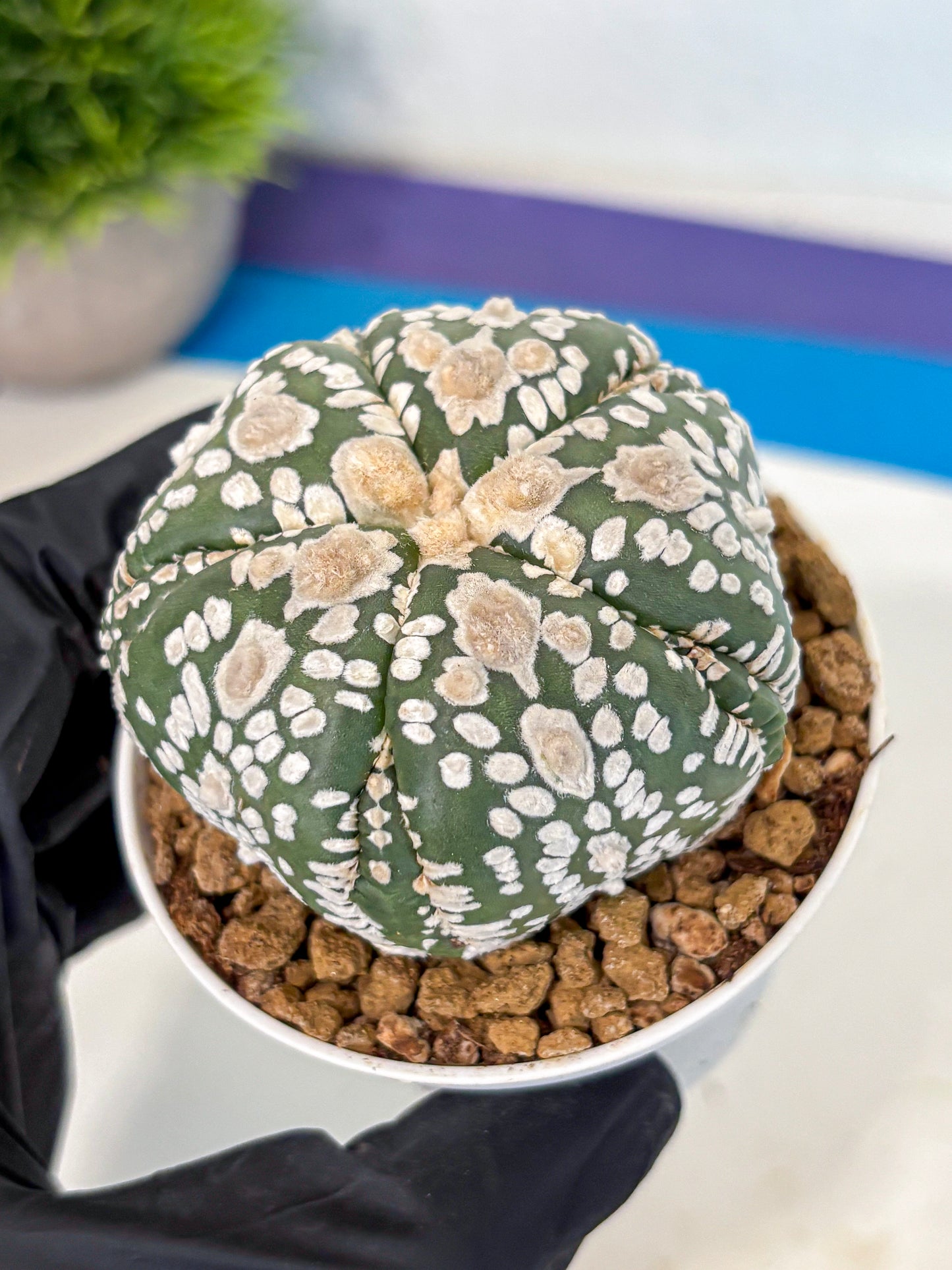 Astrophytum 5-Ribs (at7) (y4) | Living Rocks