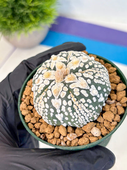 Astrophytum Fukuryu (at8) (06) | Rare Plant | Succulent Cactus