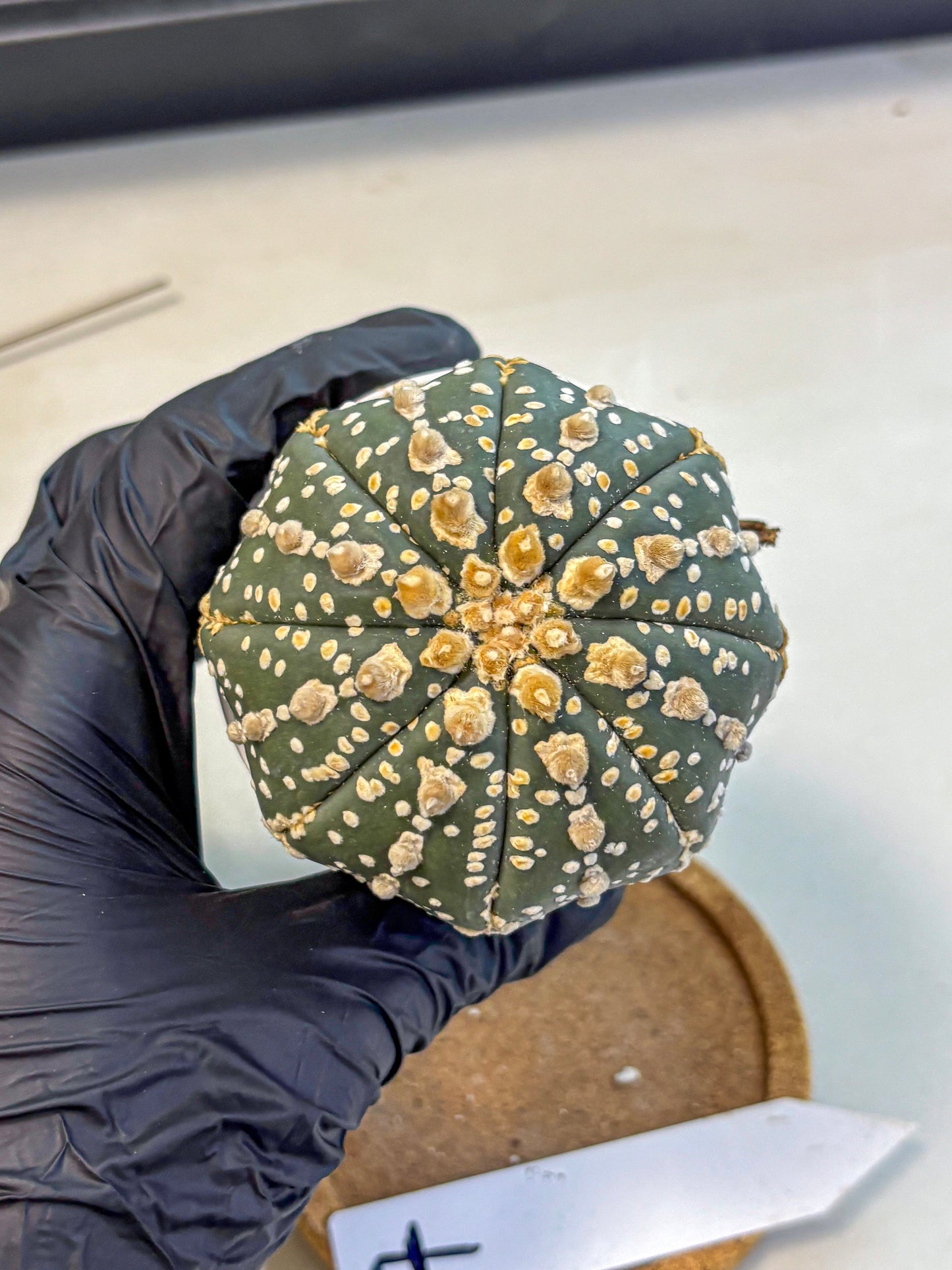 Astrophytum Super Kabuto (at10) (07) | sand dollar cactus