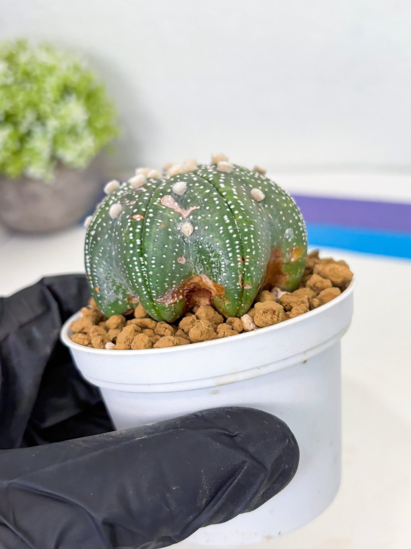Astrophytum Star Shape (at3) (p1) | Very Rare Cactus