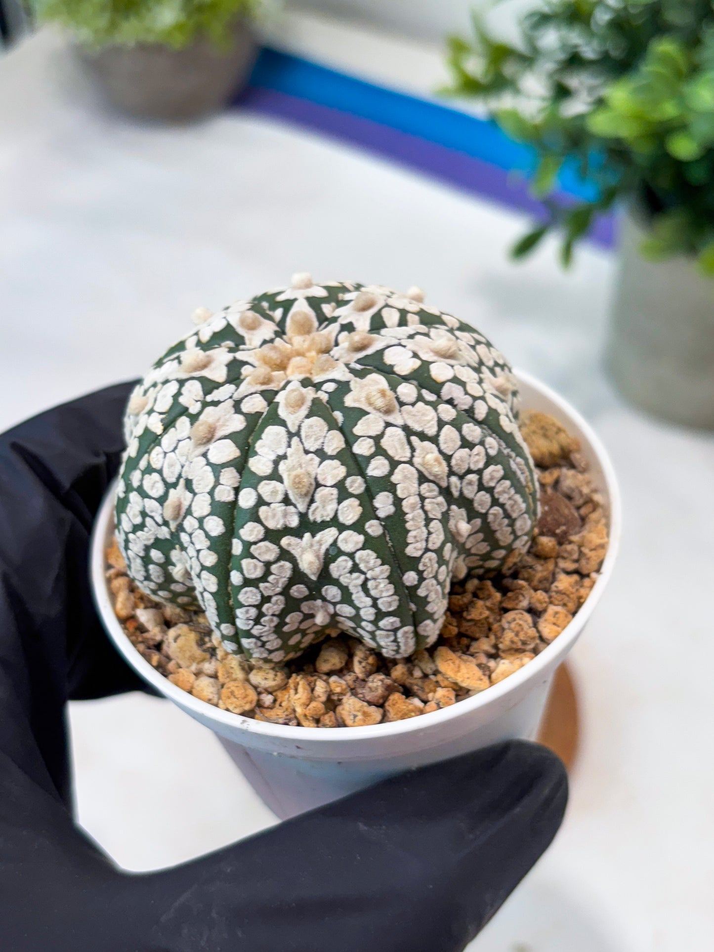 Astrophytum SuperKabuto Star Shape (T8) (b1) | SHIP from USA